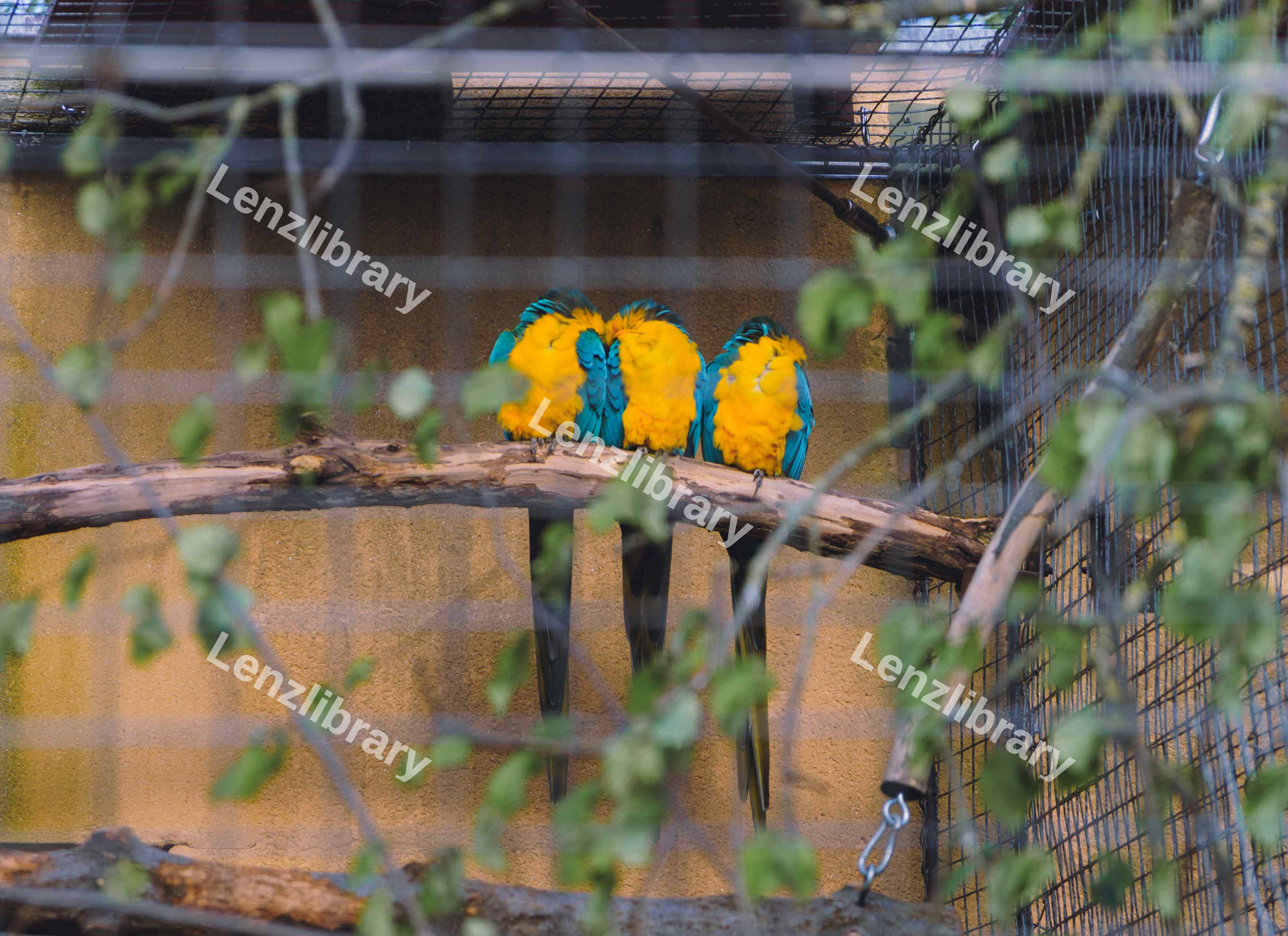 Three Macaws